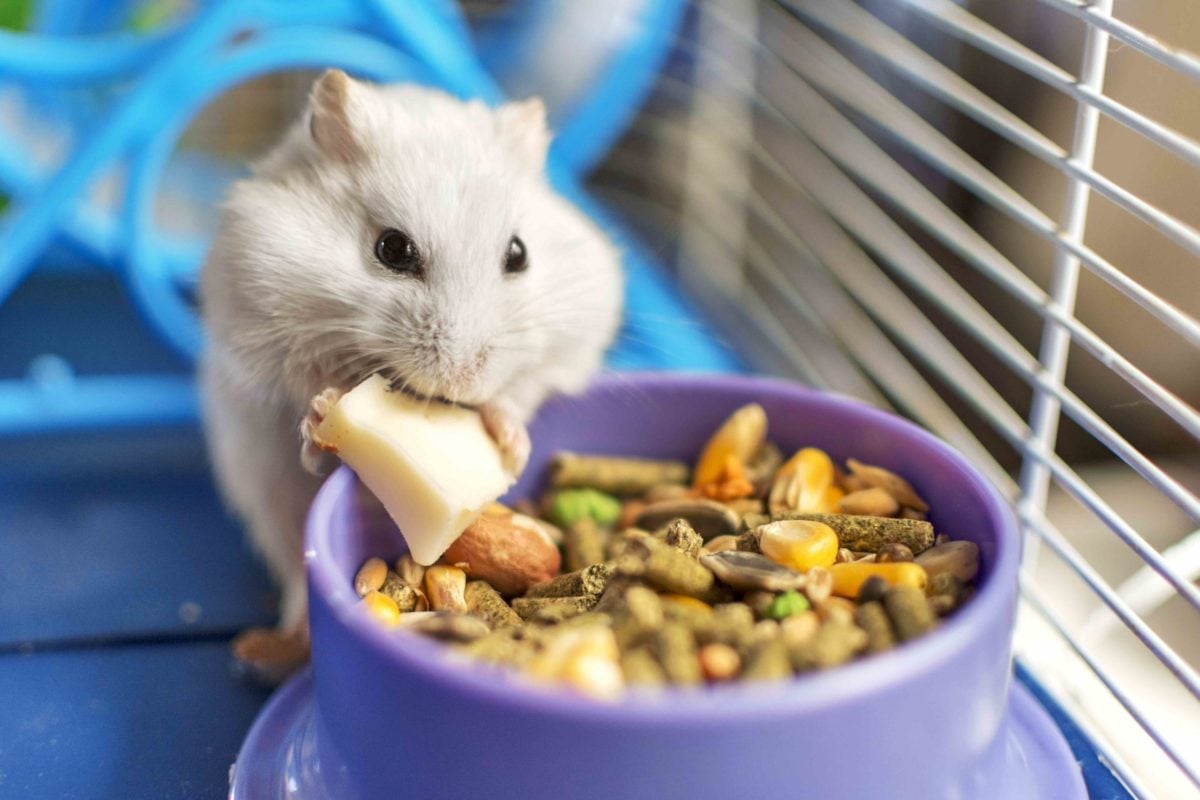 mouse food