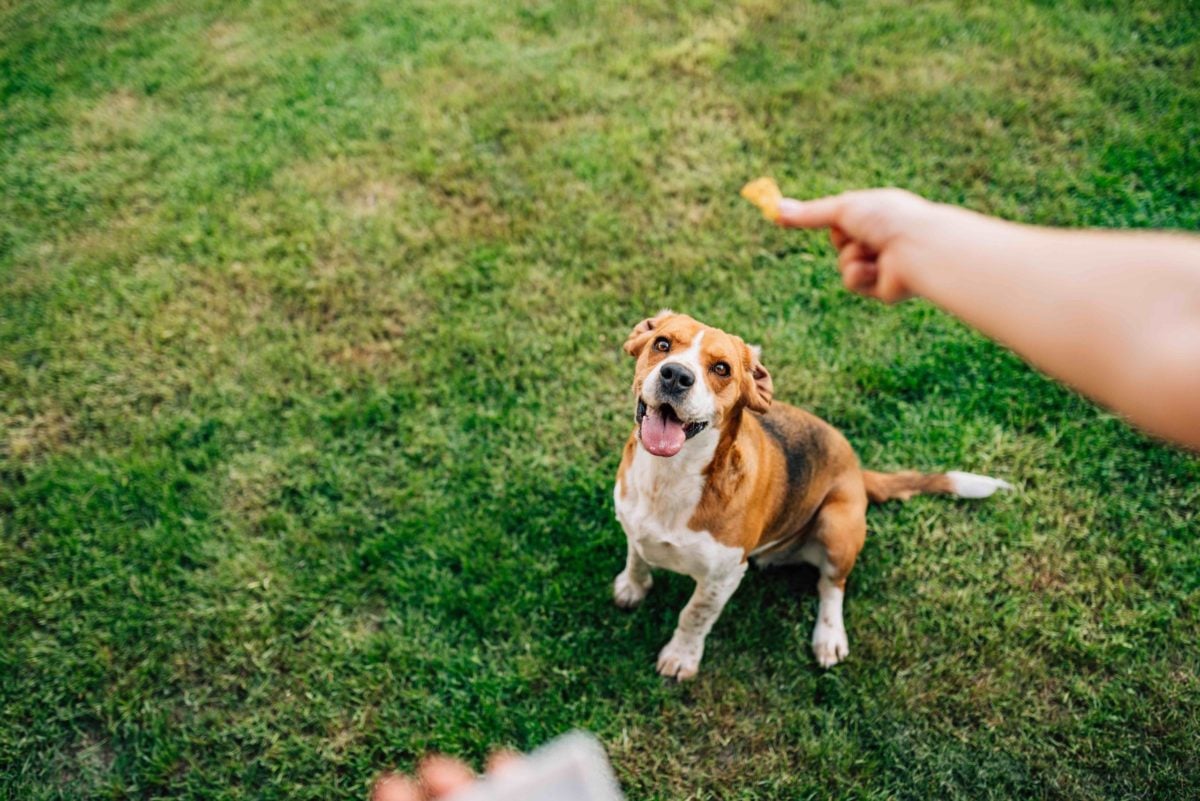 tossing dog a treat