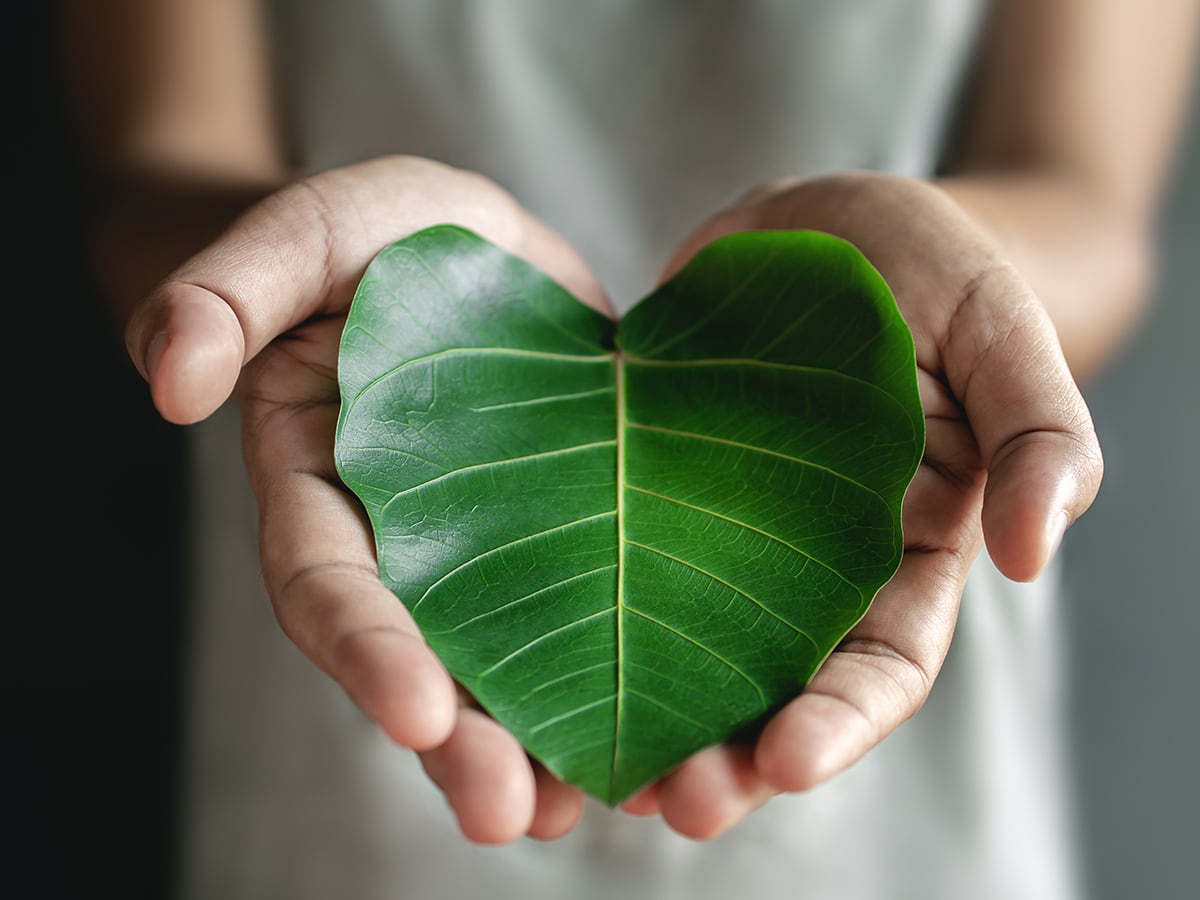 Person holding a green leaf in the palm of their hands