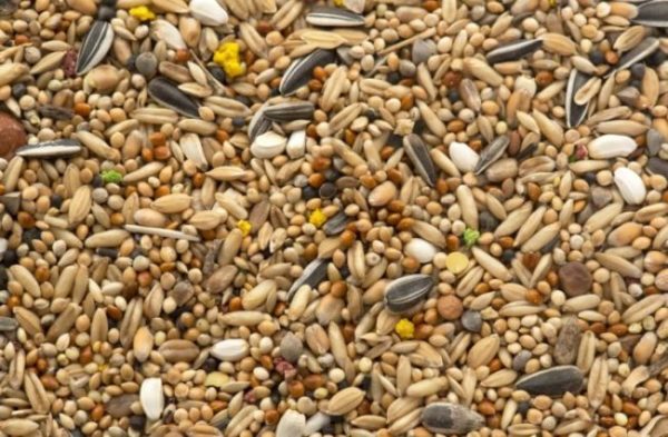 bird seed for parrots - small pet food